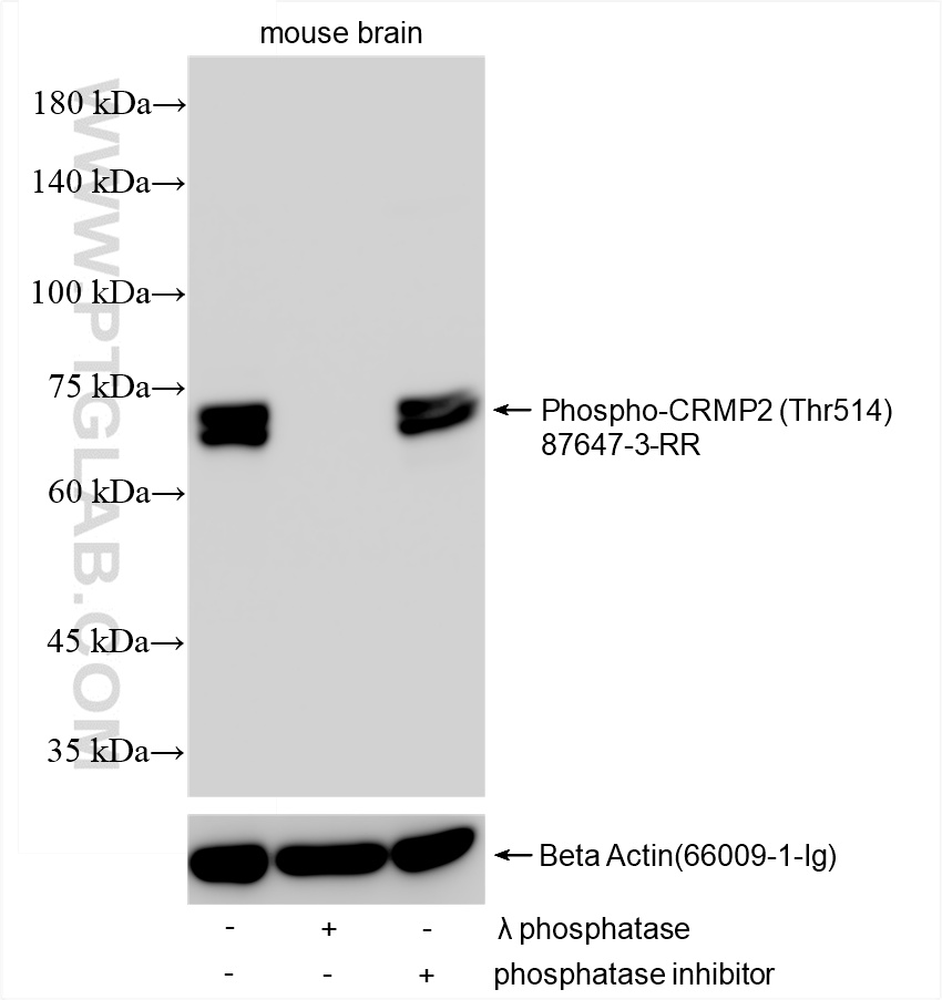 WB analysis using 87647-3-RR (same clone as 87647-3-PBS) WB analysis using 87647-3-RR (same clone as 87647-3-PBS)