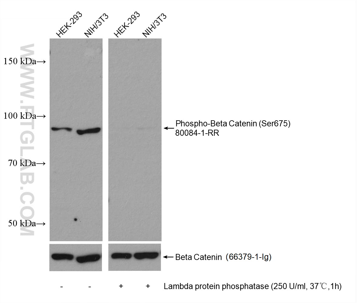 WB analysis using 80084-1-RR