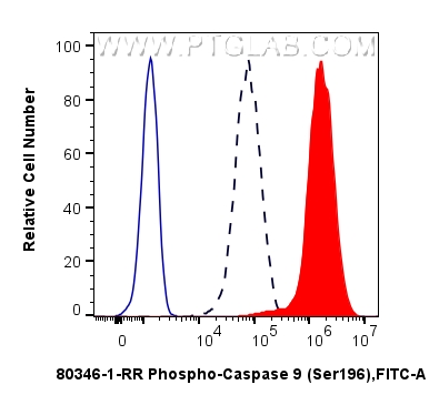 FC experiment of NIH/3T3 using 80346-1-RR FC experiment of NIH/3T3 using 80346-1-RR