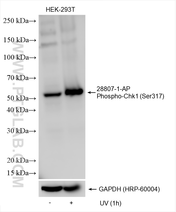 WB analysis using 28807-1-AP