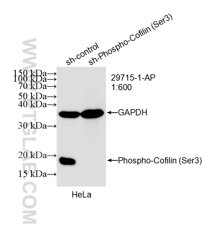 WB analysis of HeLa using 29715-1-AP WB analysis of HeLa using 29715-1-AP