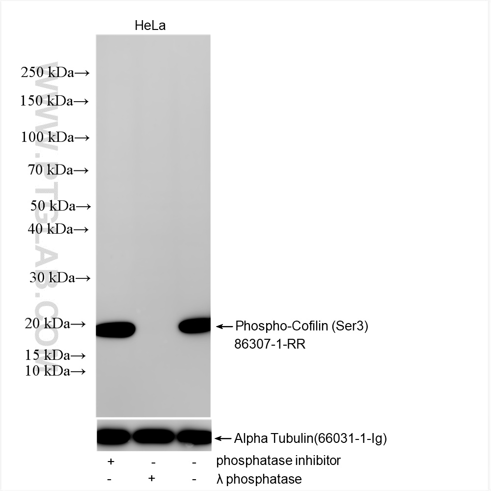 Non-treated HeLa cells, phosphatase inhibitor treated HeLa cells and λ phosphatase treated HeLa cells were subjected to SDS PAGE followed by western blot with 86307-1-RR (Phospho-Cofilin (Ser3) antibody) at dilution of 1:5000 incubated at room temperature for 1.5 hours. The membrane was stripped and re-blotted with Alpha Tubulin (<a class='green' href='/productredirect?CatalogNo=66031-1-Ig' target='_blank'>66031-1-Ig</a>) antibody as a loading control. WB analysis using 86307-1-RR