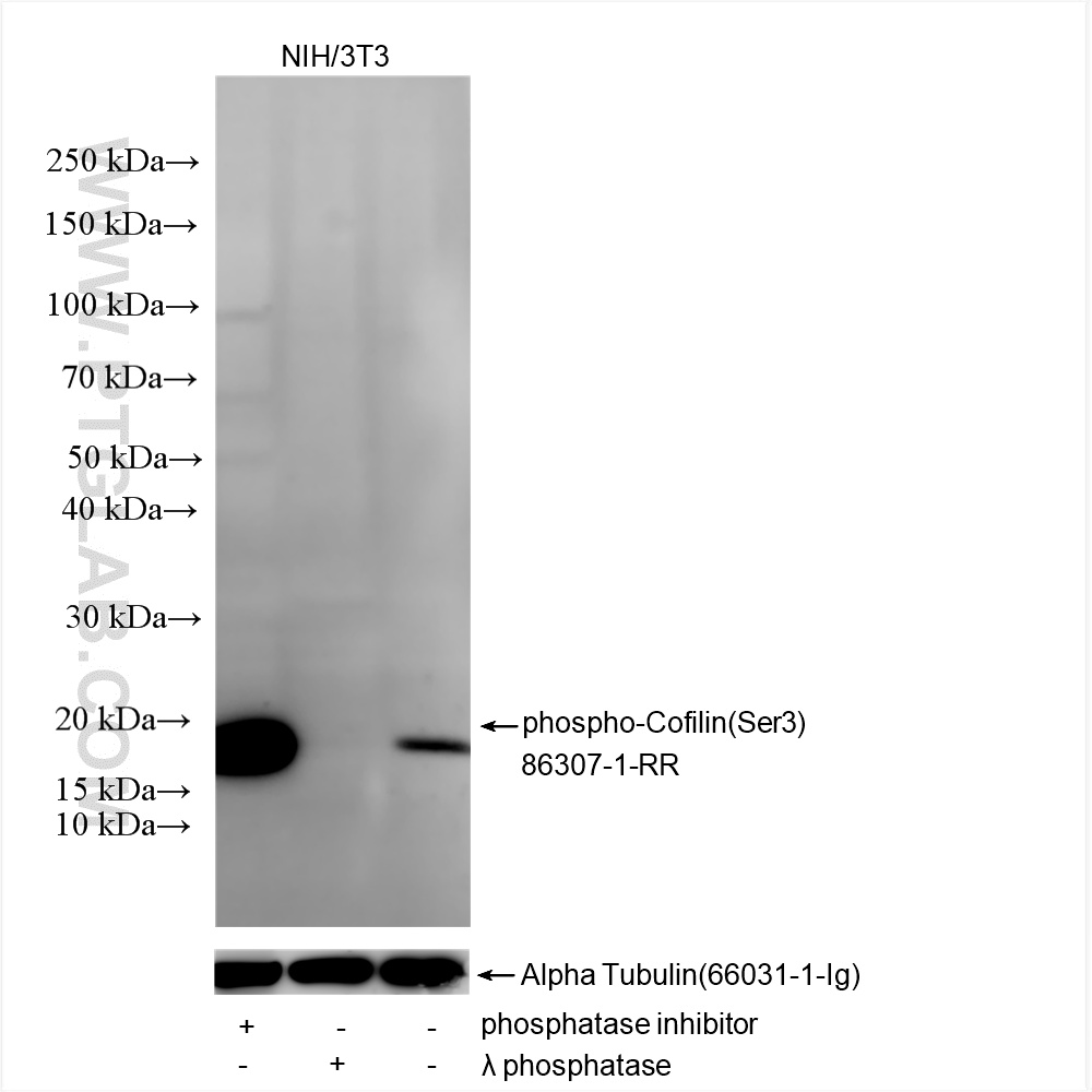 Non-treated NIH/3T3 cells, phosphatase inhibitor treated NIH/3T3 cells and λ phosphatase treated NIH/3T3 cells were subjected to SDS PAGE followed by western blot with 86307-1-RR (Phospho-Cofilin (Ser3) antibody) at dilution of 1:5000 incubated at room temperature for 1.5 hours. The membrane was stripped and re-blotted with Alpha Tubulin (<a class='green' href='/productredirect?CatalogNo=66031-1-Ig' target='_blank'>66031-1-Ig</a>) antibody as a loading control. WB analysis using 86307-1-RR