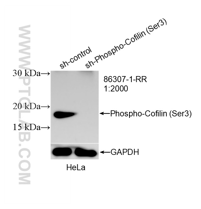 WB analysis of HeLa using 86307-1-RR WB analysis of HeLa using 86307-1-RR