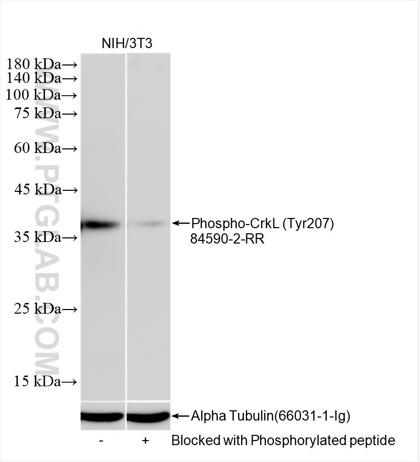 WB analysis of NIH/3T3 using 84590-2-RR (same clone as 84590-2-PBS)