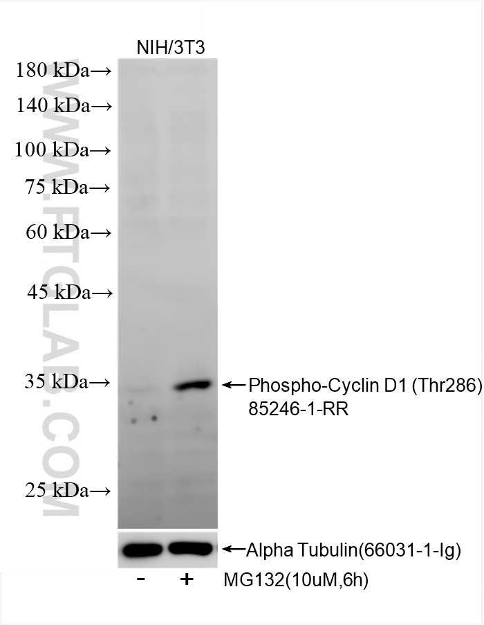 WB analysis using 85246-1-RR (same clone as 85246-1-PBS)