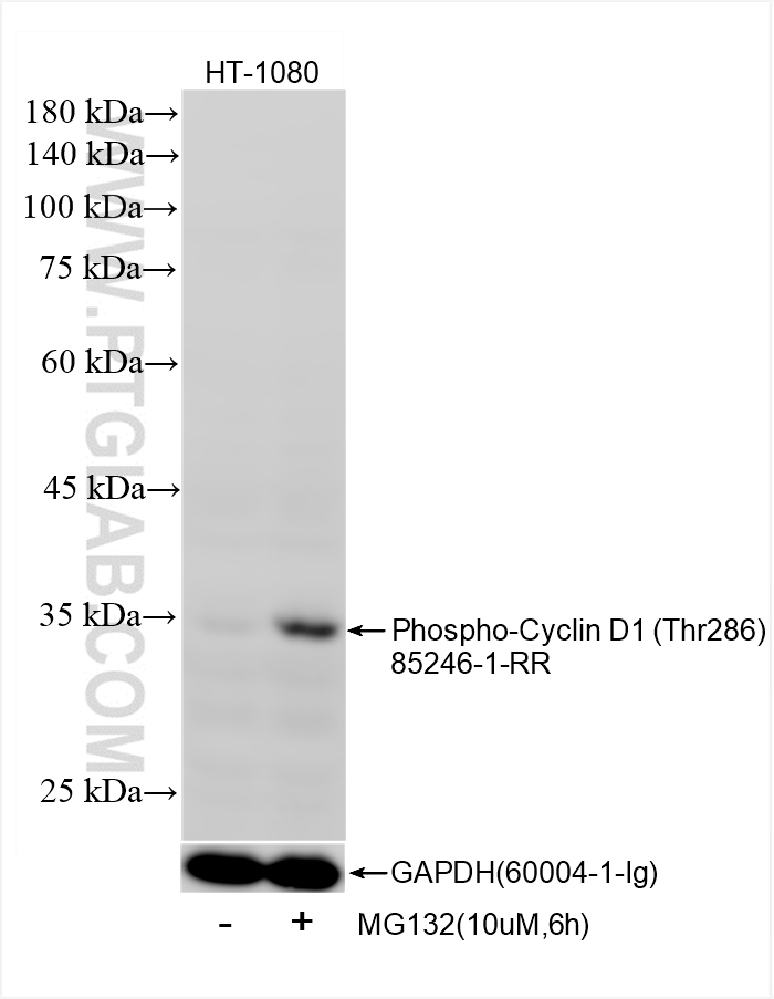 WB analysis of HT-1080 using 85246-1-RR (same clone as 85246-1-PBS)