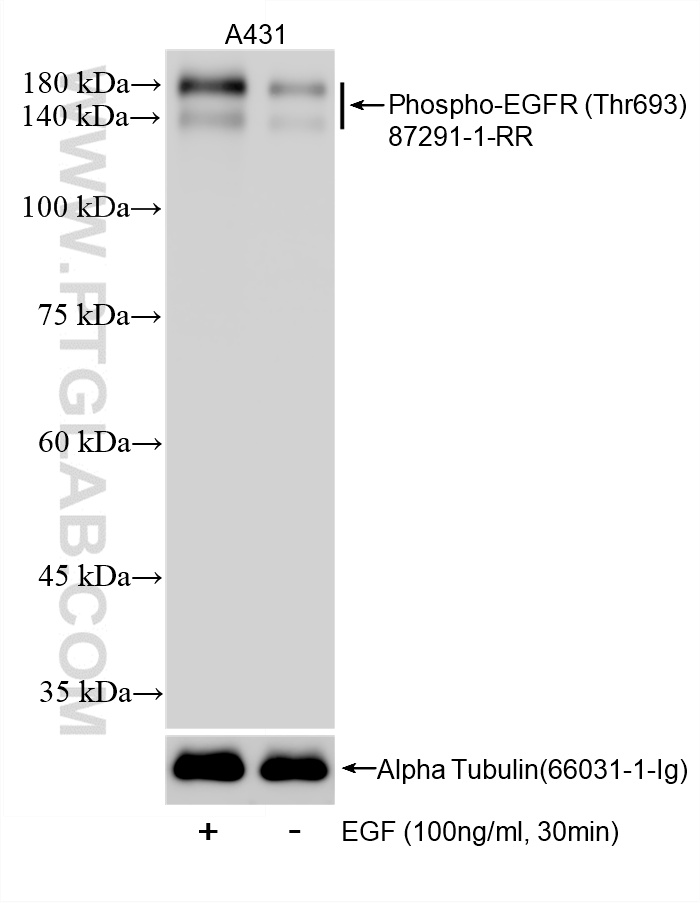 WB analysis using 87291-1-RR (same clone as 87291-1-PBS)