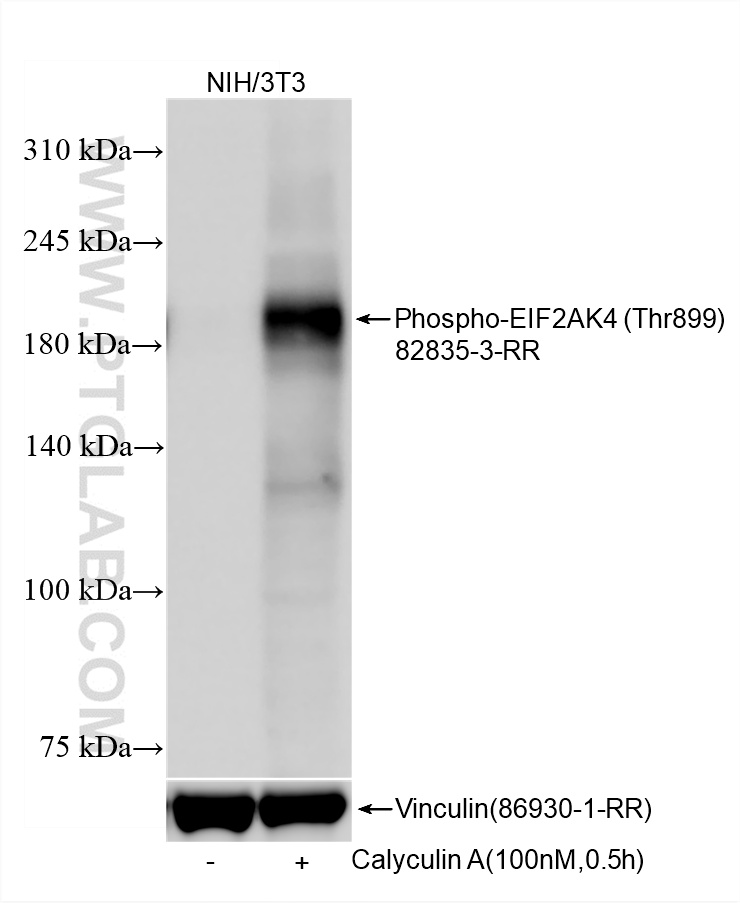 WB analysis using 82835-3-RR