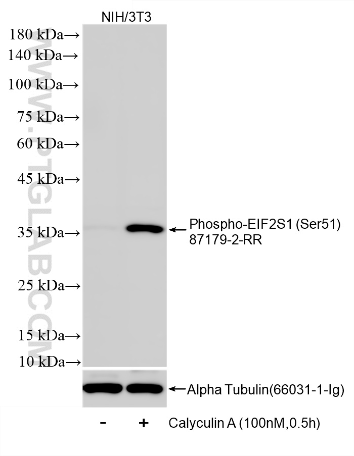 WB analysis of NIH/3T3 using 87179-2-RR (same clone as 87179-2-PBS) WB analysis of NIH/3T3 using 87179-2-RR (same clone as 87179-2-PBS)