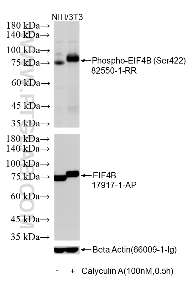 WB analysis of NIH/3T3 using 82550-1-RR