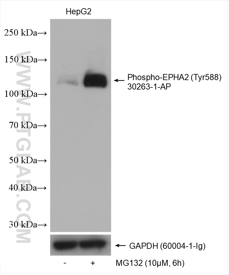 WB analysis using 30263-1-AP