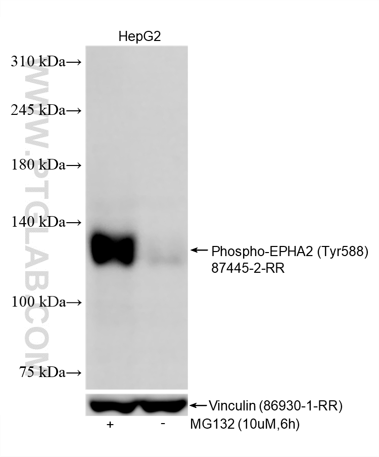 WB analysis of HepG2 using 87445-2-RR WB analysis of HepG2 using 87445-2-RR