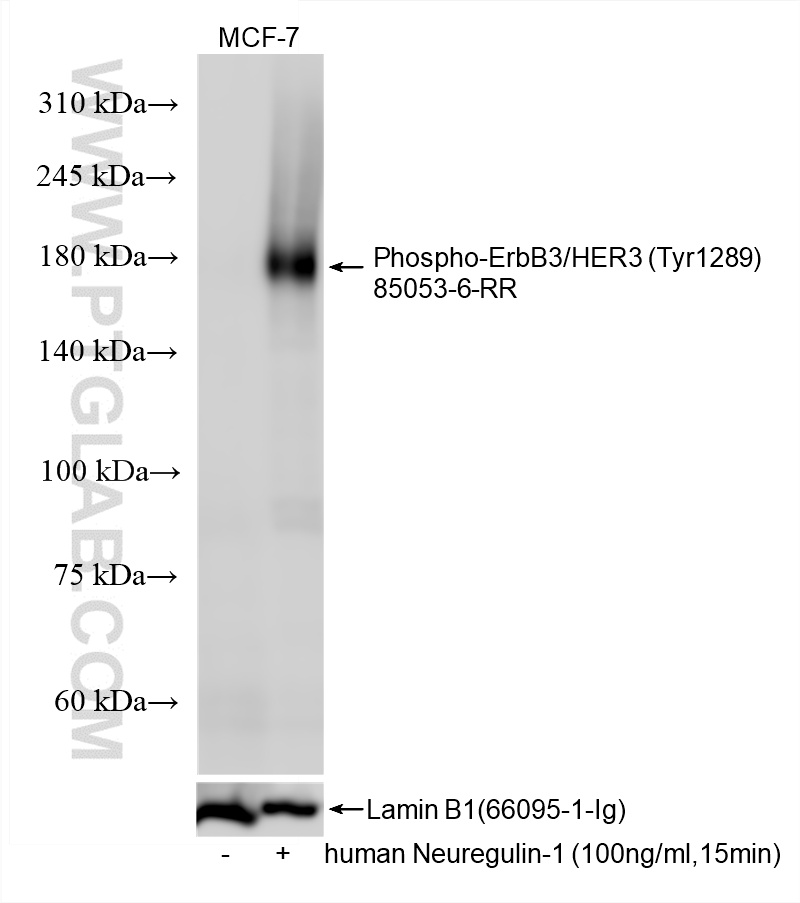 WB analysis using 85053-6-RR (same clone as 85053-6-PBS)