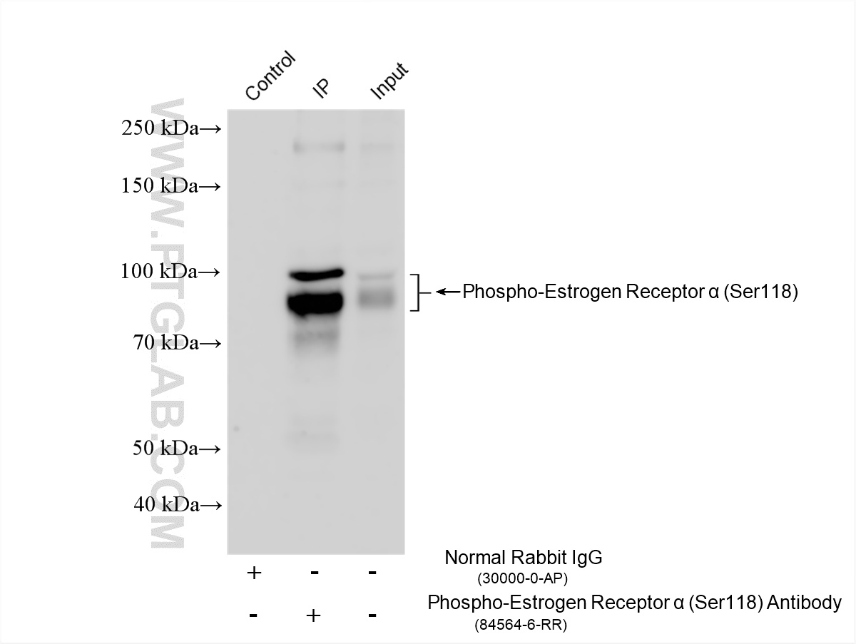 IP experiment of HeLa using 84564-6-RR IP experiment of HeLa using 84564-6-RR