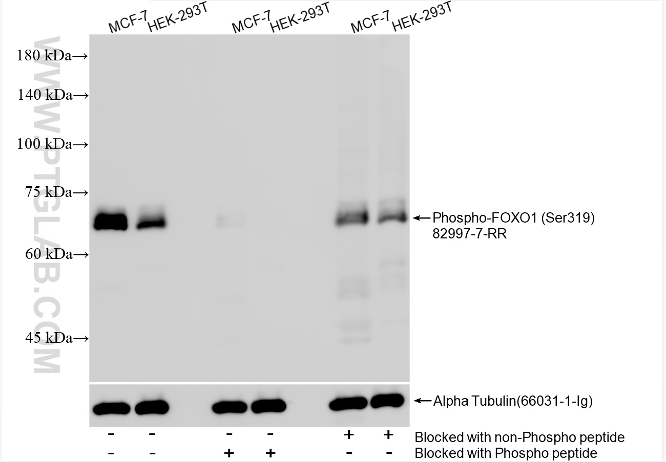 WB analysis using 82997-7-RR