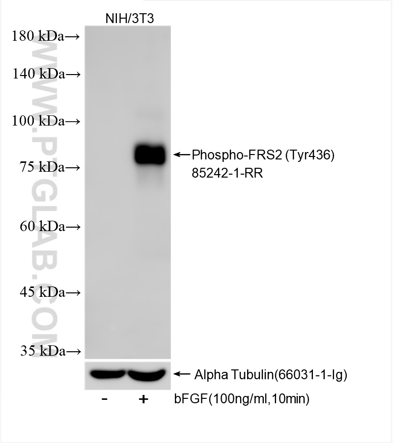 WB analysis of NIH/3T3 using 85242-1-RR