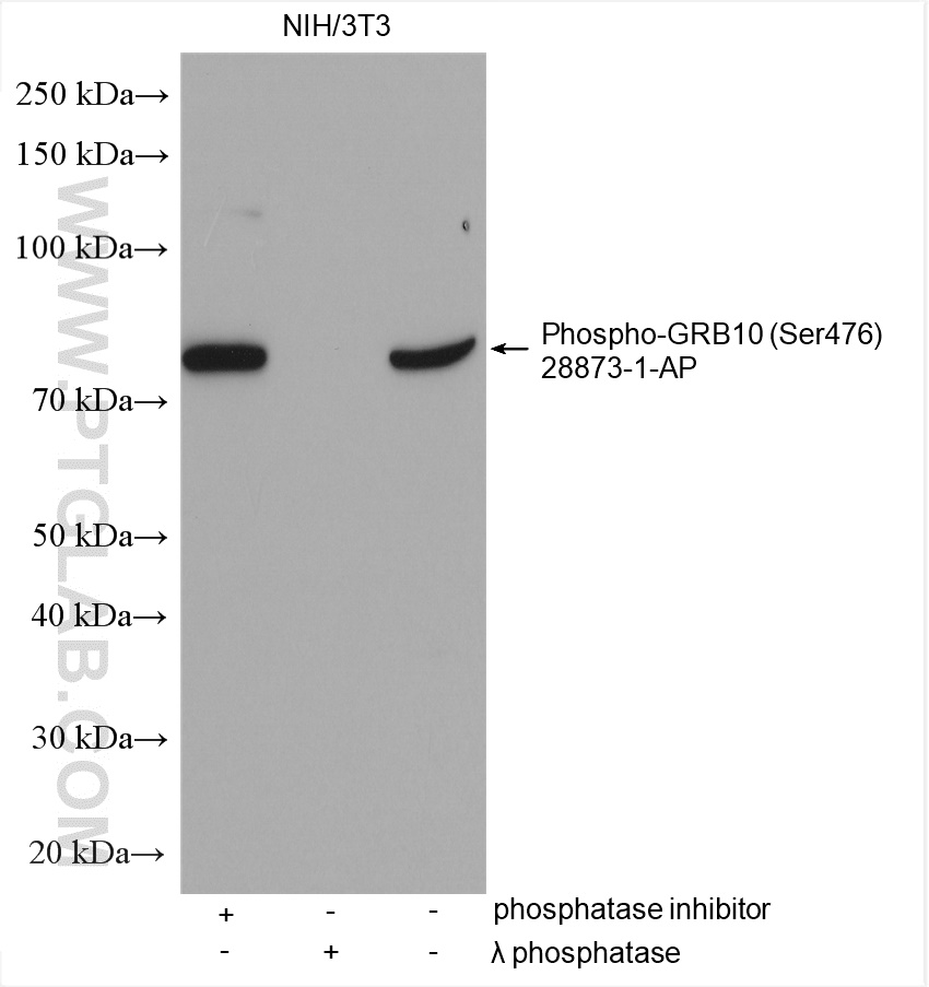 WB analysis using 28873-1-AP