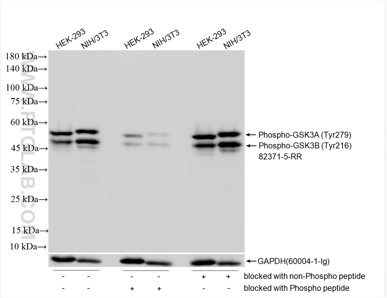 WB analysis using 82371-5-RR