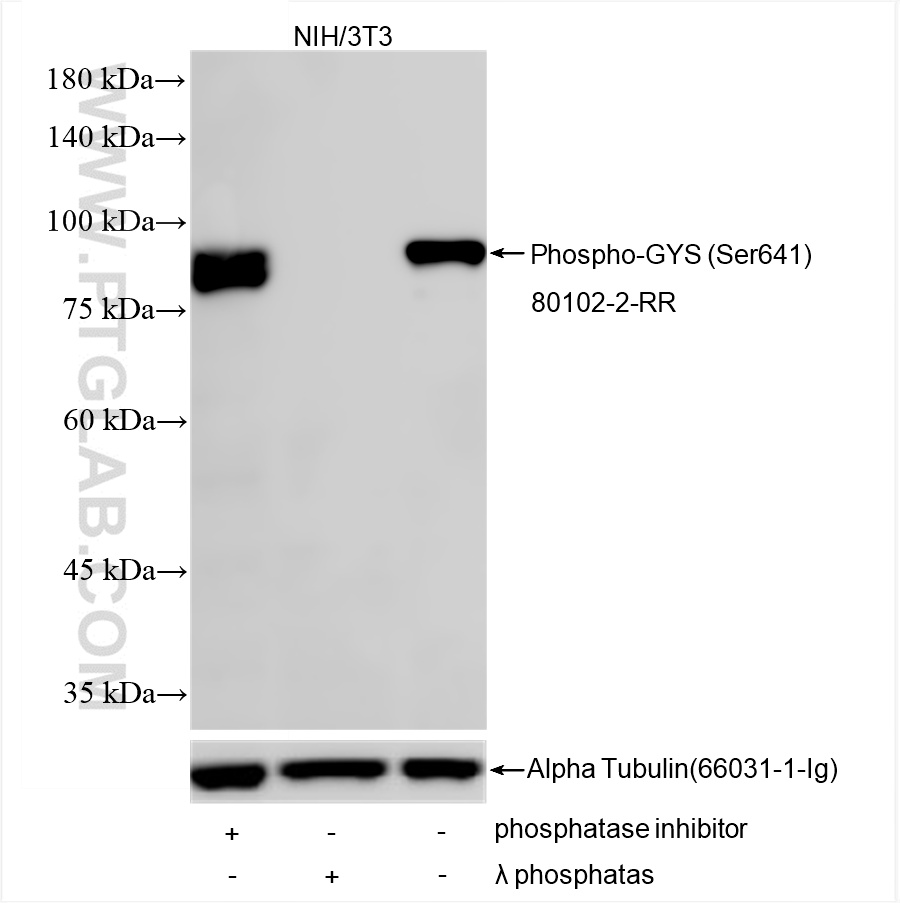 Non-treated NIH/3T3 cells, phosphatase inhibitor treated and λ phosphatase NIH/3T3 cells were subjected to SDS PAGE followed by western blot with 80102-2-RR (Phospho-GYS (Ser641) antibody) at dilution of 1:2000 incubated at room temperature for 1.5 hours. The membrane was stripped and re-blotted with Alpha Tubulin antibody (<a class='green' href='/productredirect?CatalogNo=66031-1-Ig' target='_blank'>66031-1-Ig</a>) as loading control. WB analysis using 80102-2-RR