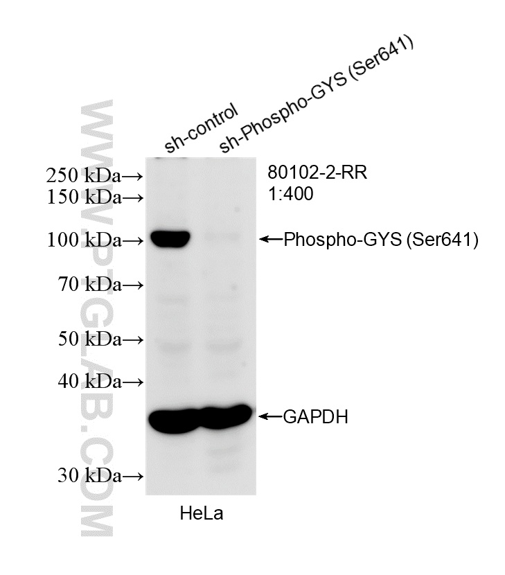 WB analysis of HeLa using 80102-2-RR