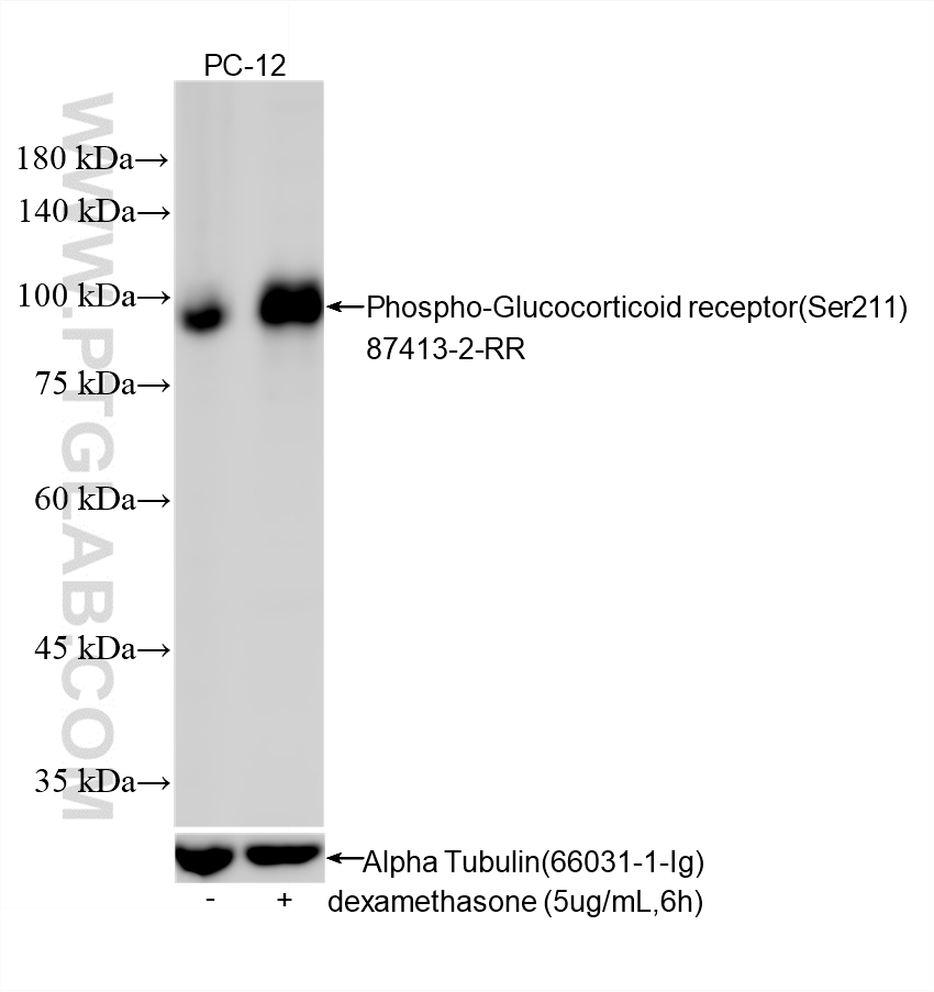 WB analysis using 87413-2-RR