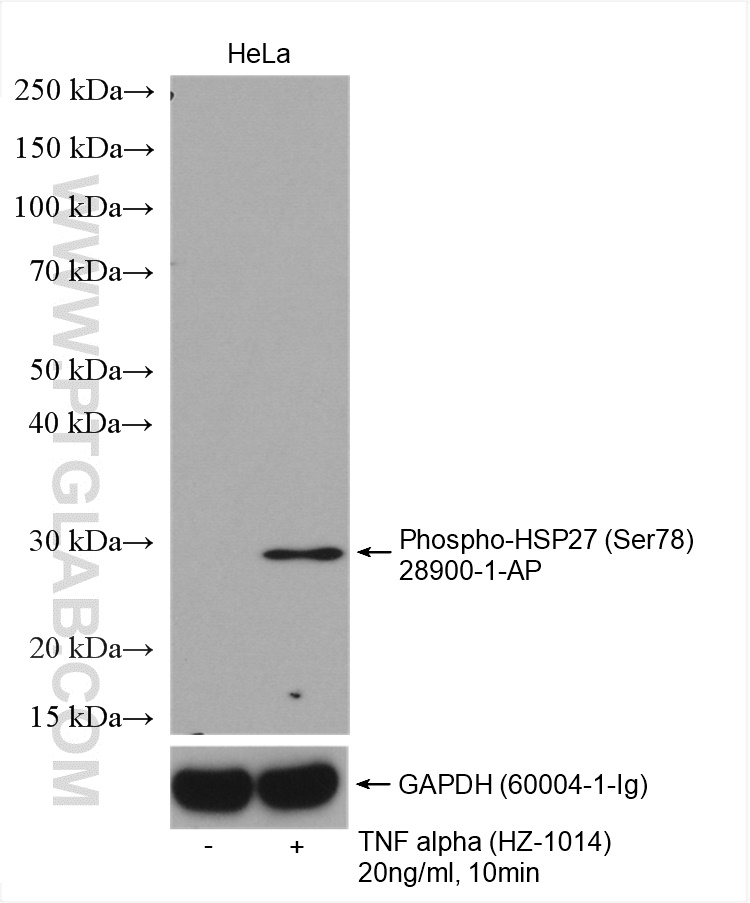 WB analysis using 28900-1-AP