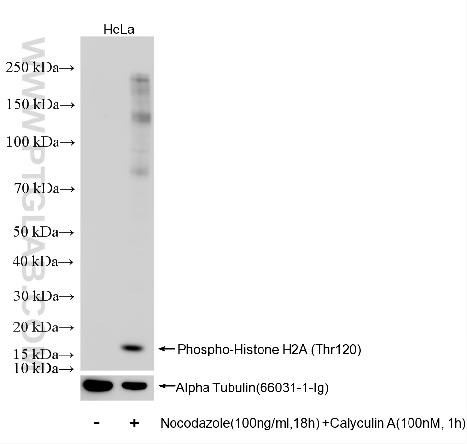 WB analysis of HeLa using 83041-8-RR