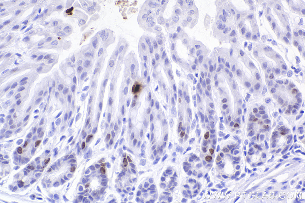 IHC staining of mouse stomach using 83307-2-RR