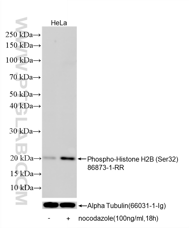 WB analysis using 86873-1-RR (same clone as 86873-1-PBS)