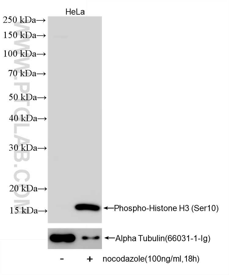 WB analysis of HeLa using 82828-10-RR