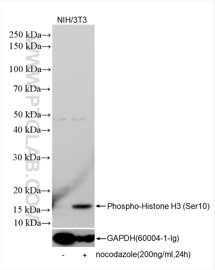 WB analysis of NIH/3T3 using 82828-10-RR