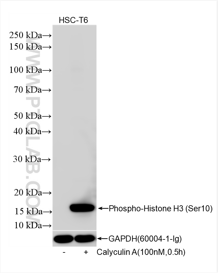 WB analysis of HSC-T6 using 82828-10-RR