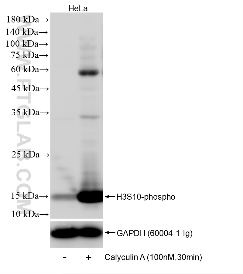 WB analysis of HeLa using 82828-16-RR WB analysis of HeLa using 82828-16-RR