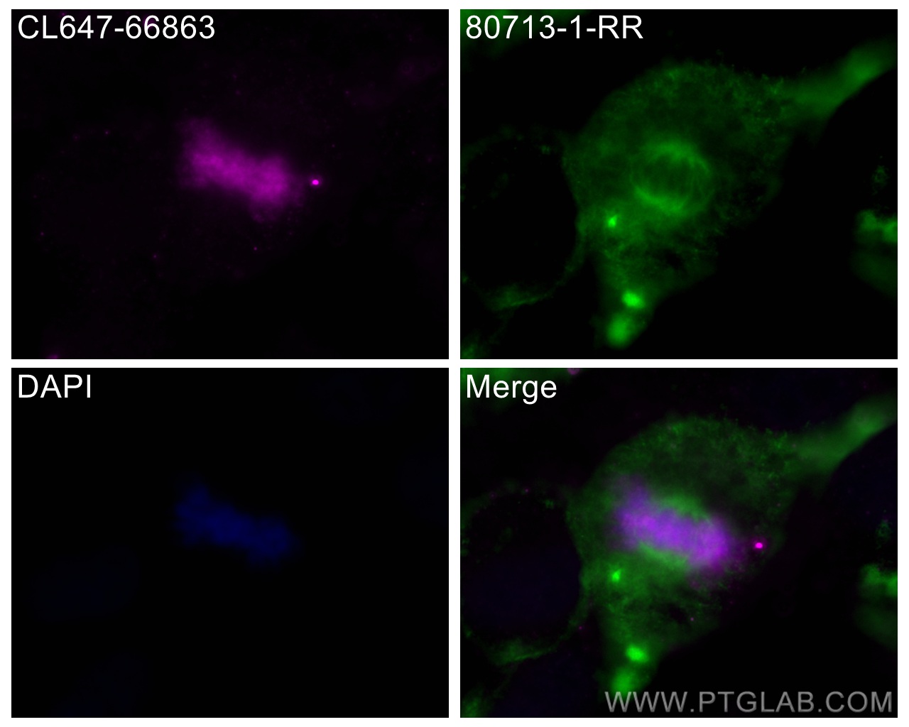 IF Staining of HeLa using CL647-66863