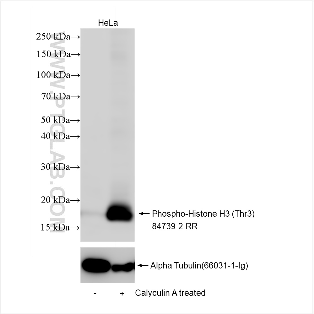 WB analysis of HeLa using 84739-2-RR