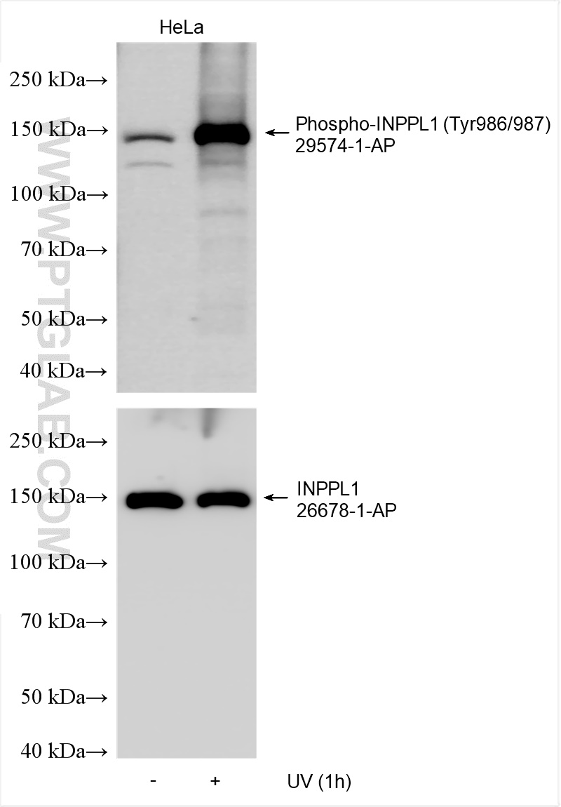 WB analysis using 29574-1-AP