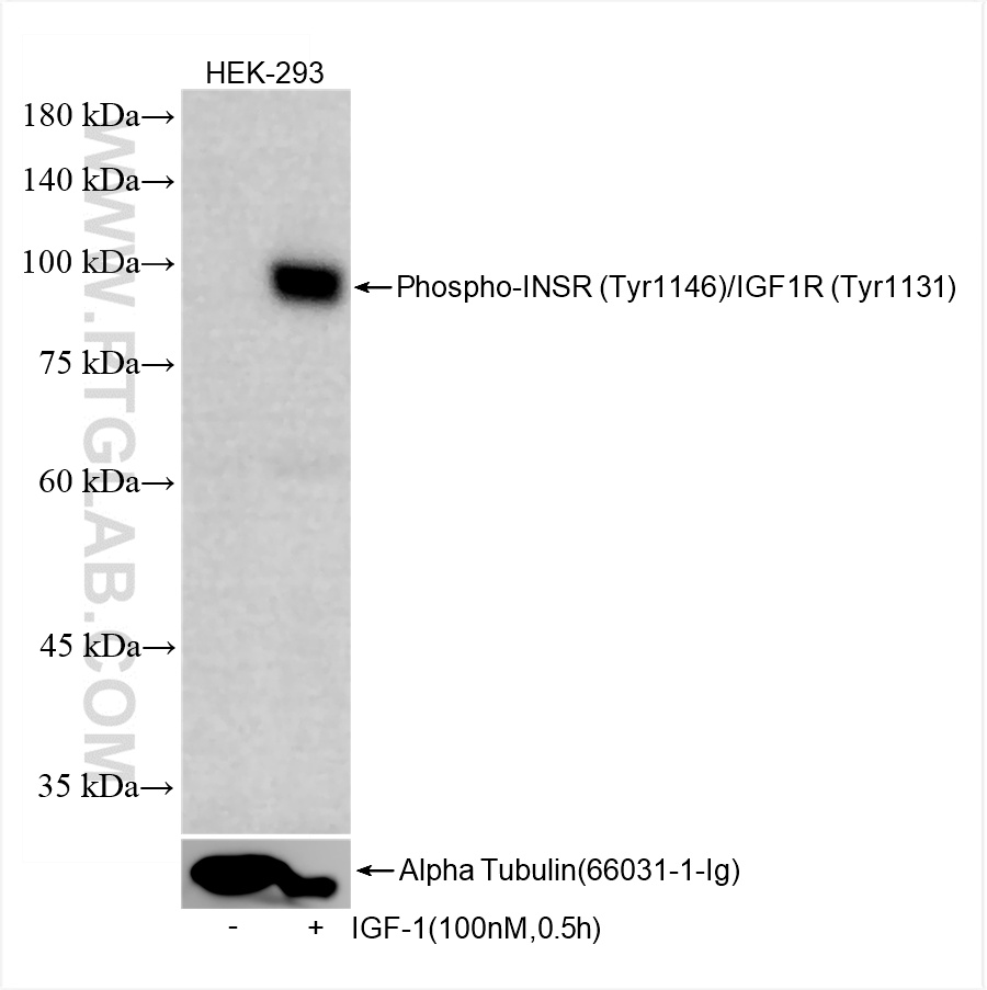 WB analysis of HEK-293 using 82830-15-RR (same clone as 82830-15-PBS)