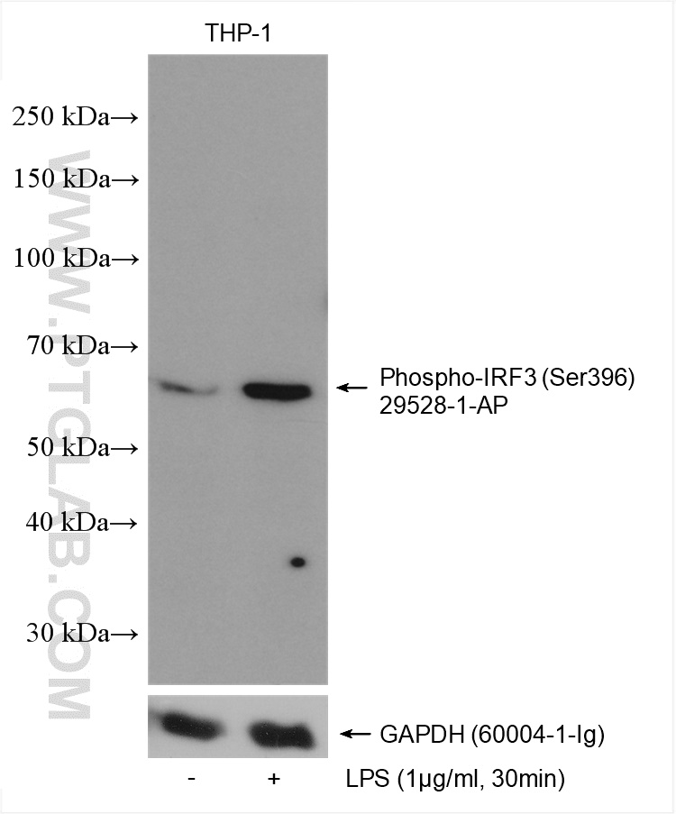 WB analysis using 29528-1-AP