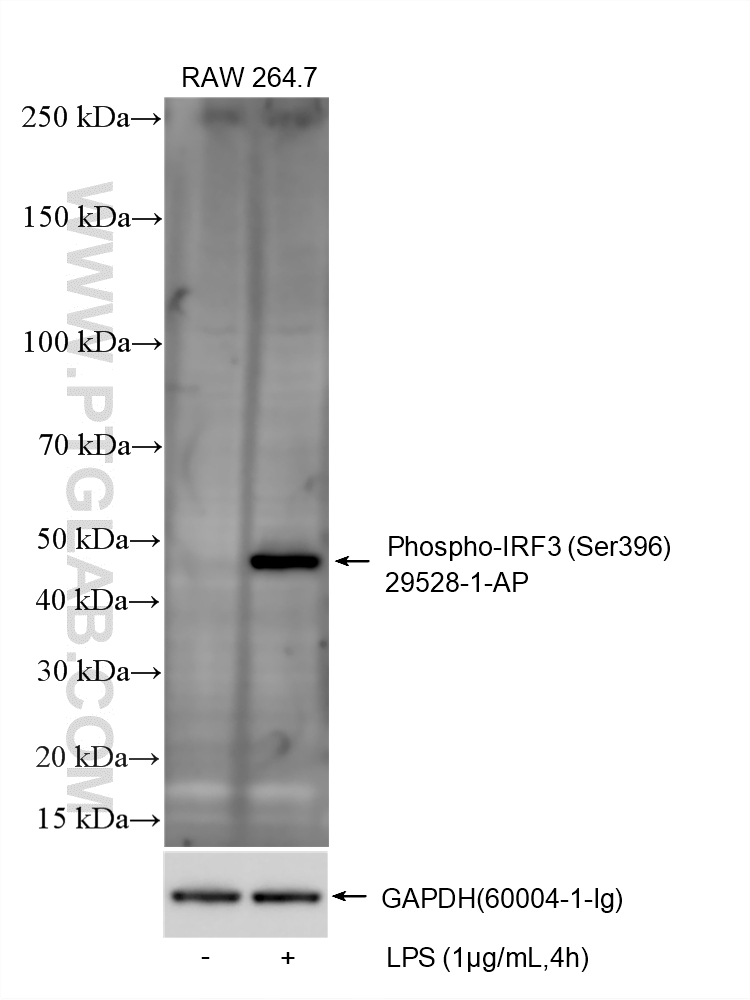 WB analysis using 29528-1-AP