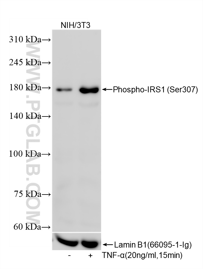 WB analysis using 85238-1-RR