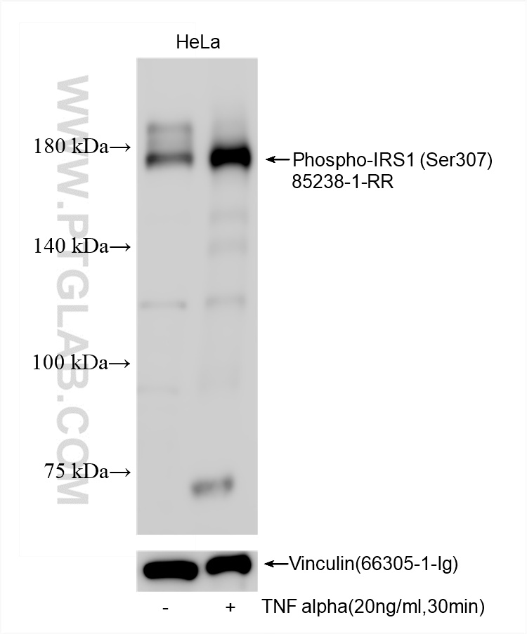 WB analysis using 85238-1-RR