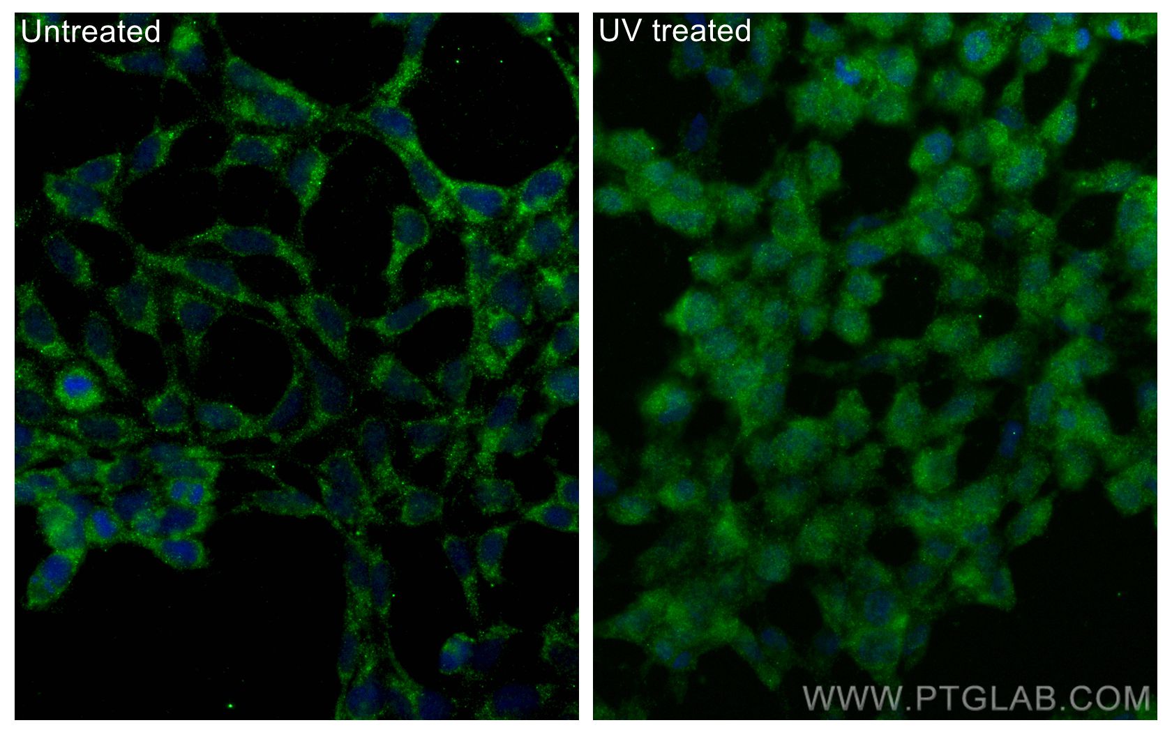 IF Staining of HEK-293 using 80024-1-RR
