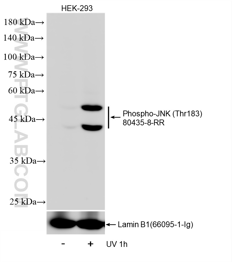 WB analysis of HEK-293 using 80435-8-RR (same clone as 80435-8-PBS)