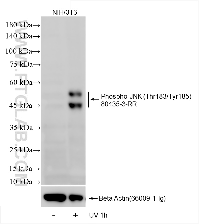 WB analysis of NIH/3T3 using 80435-3-RR