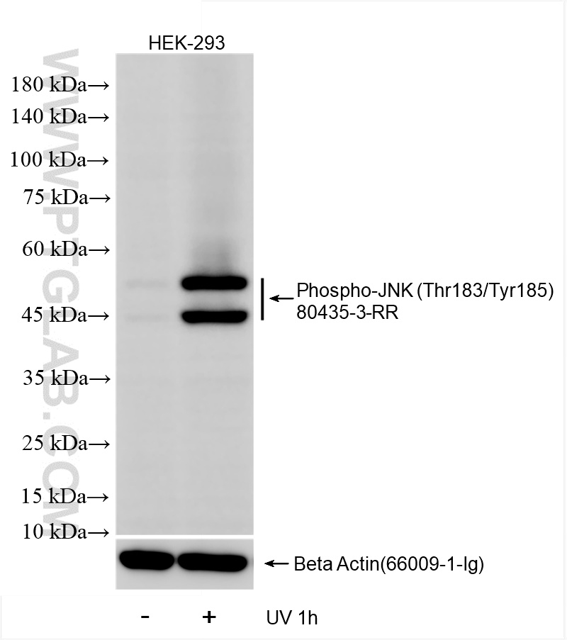 WB analysis of HEK-293 using 80435-3-RR