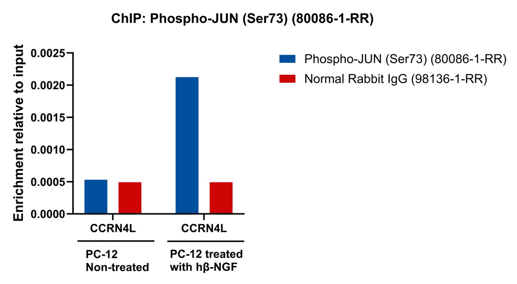 ChIP experiment of PC-12 using 80086-1-RR (same clone as 80086-1-PBS)