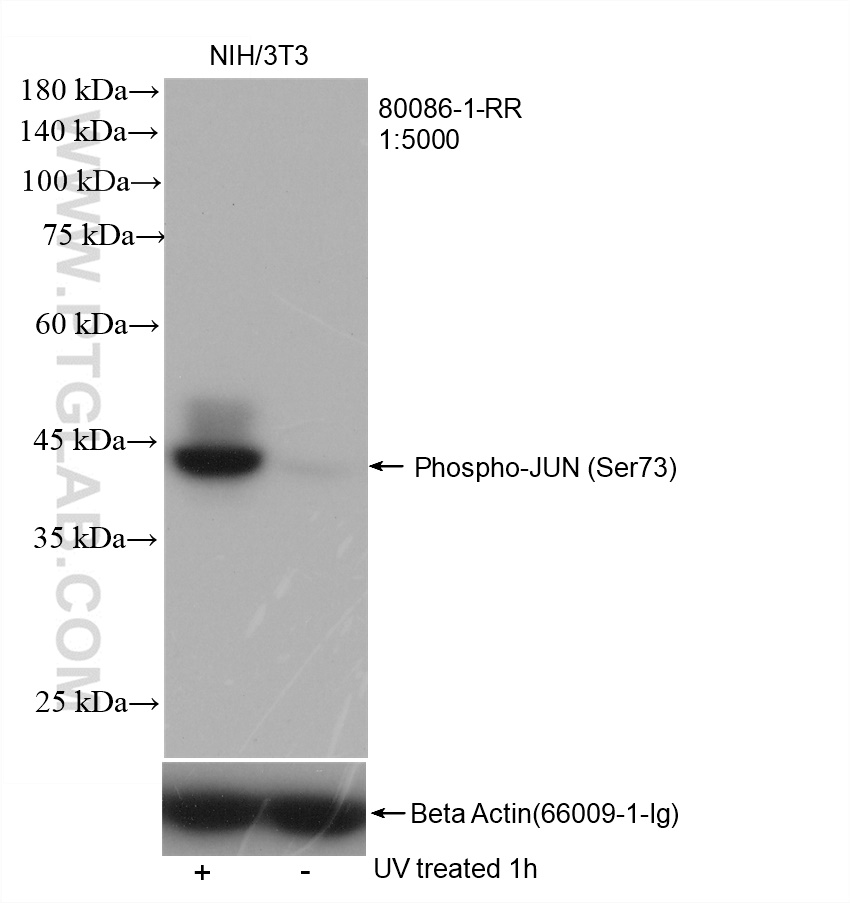 WB analysis of NIH/3T3 using 80086-1-RR