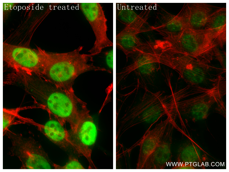 IF Staining of NIH/3T3 using 87309-1-RR (same clone as 87309-1-PBS)