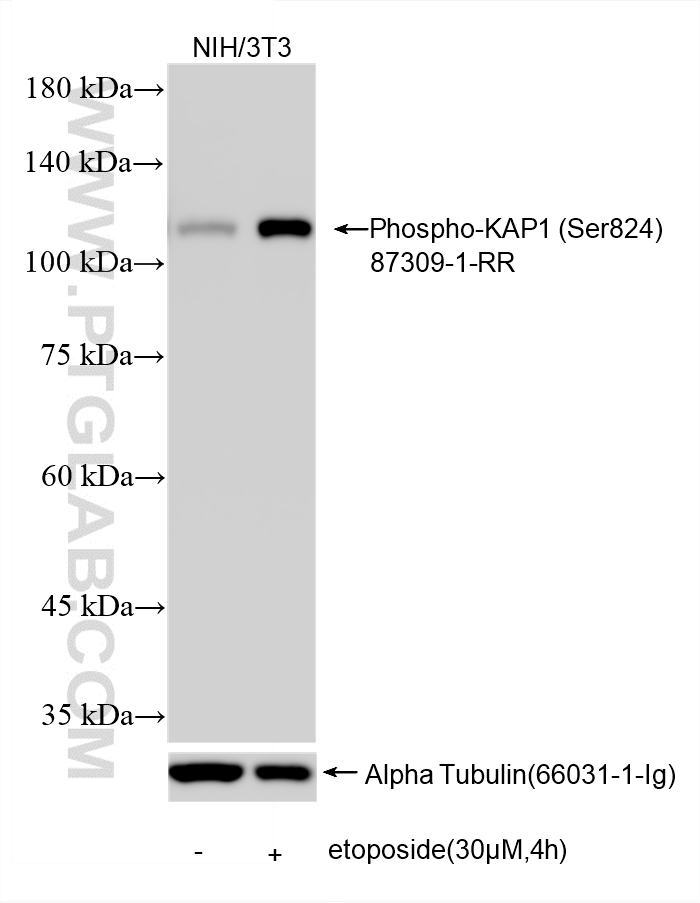 WB analysis using 87309-1-RR (same clone as 87309-1-PBS)